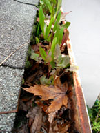 Plant Growth in Rain Gutters